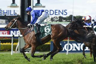 Premier Sale graduate Harlem Lady (NZ) claims Rosehill win today. Photo Credit: NZTM.